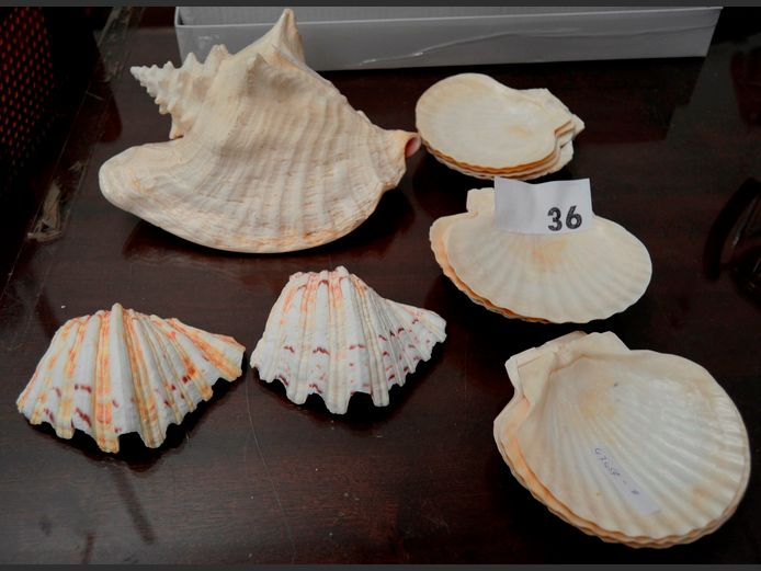 COLLECTION SEASHELLS