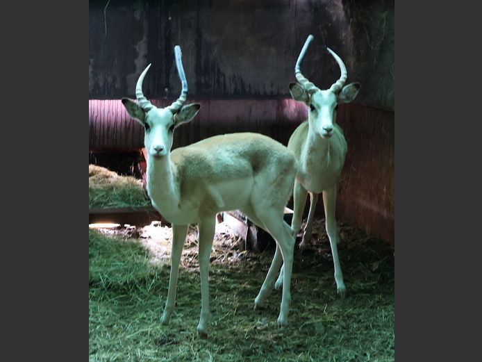 WHITE FLANK ROOIBOK | AL BADENHORST