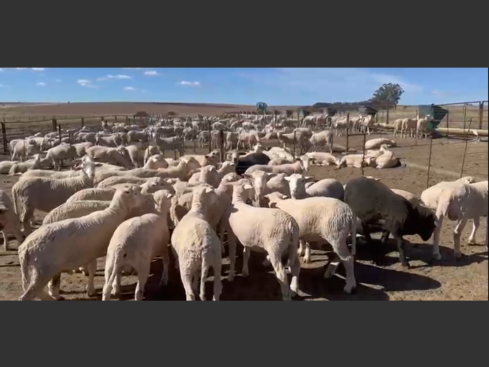 Sheep