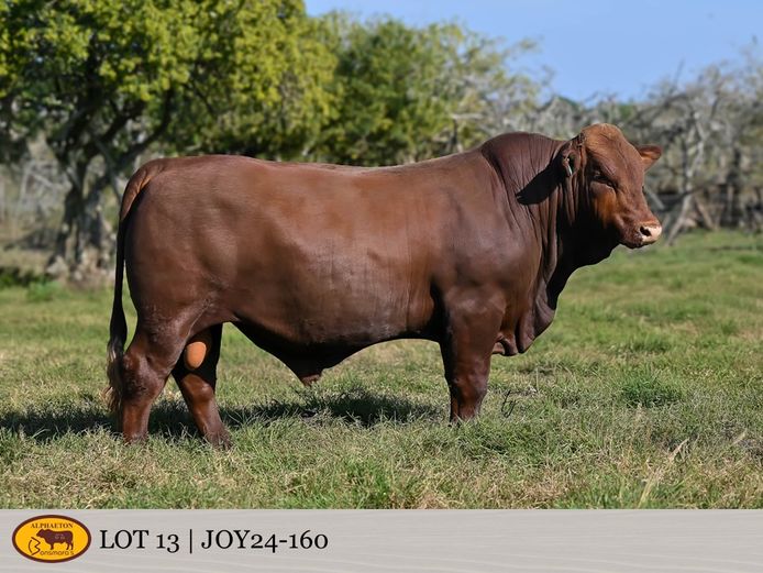 JOY240160 | FETTING LIVESTOCK TRUST