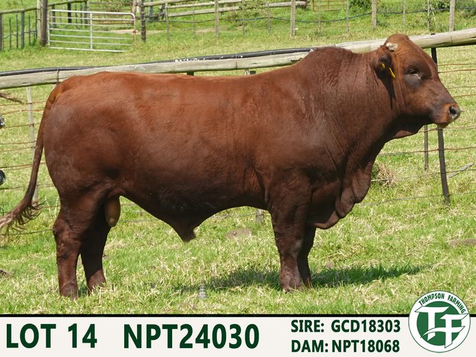 NPT240030