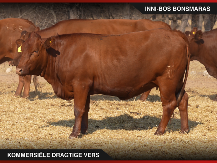 Commercial Animals | Inni-Bos