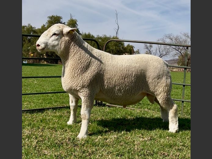 DH 240168 | HEYMAN DORMERS