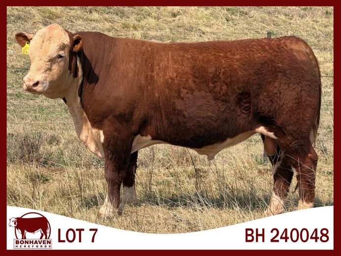 BH240048 PcPc | BONHAVEN HEREFORDS