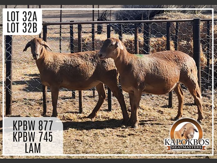 KPBW877 | Kapokbos Meatmasters