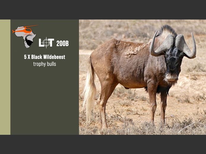 Black Wildebeest