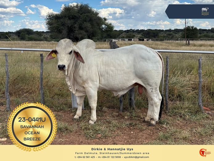 22-0441U | SAVANNAH BRAHMANS