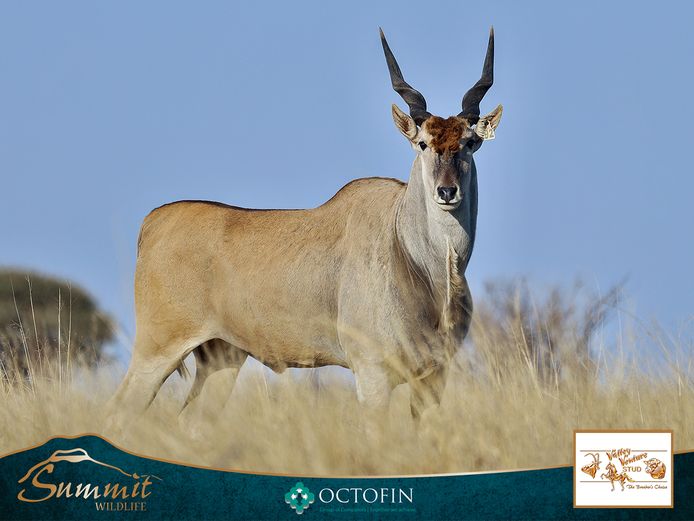 39 2/8" ELAND BULL