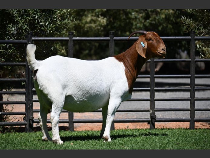 23-146 | Nico Botha Boerbokstoet