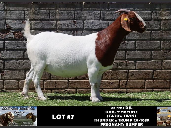 22-1911 DJL | DIRK LOUW