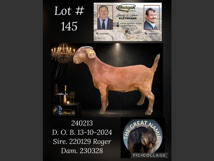 KR62240213 | Dhidejak Kalahari red stoet