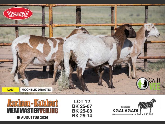BK 25-07 | BARRI KNOETZE