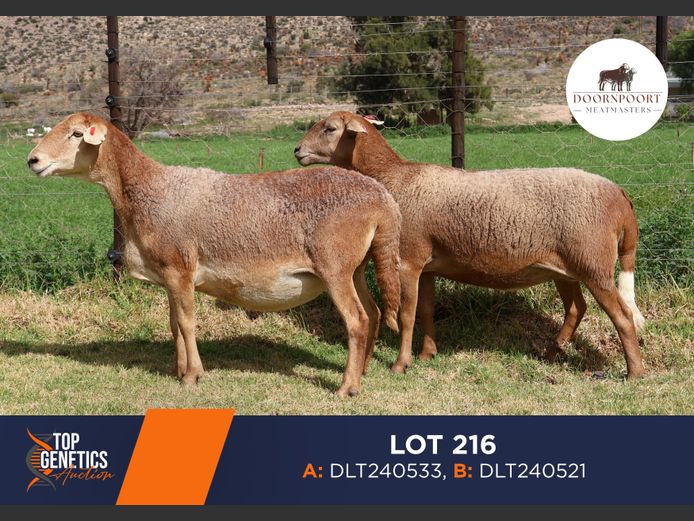 Ewes | DIRK LOTTER