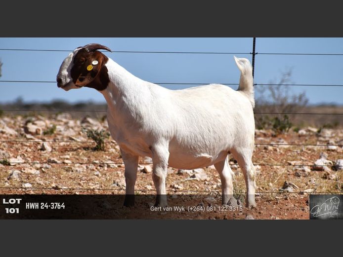 HWH24-3764 | Gert van Wyk