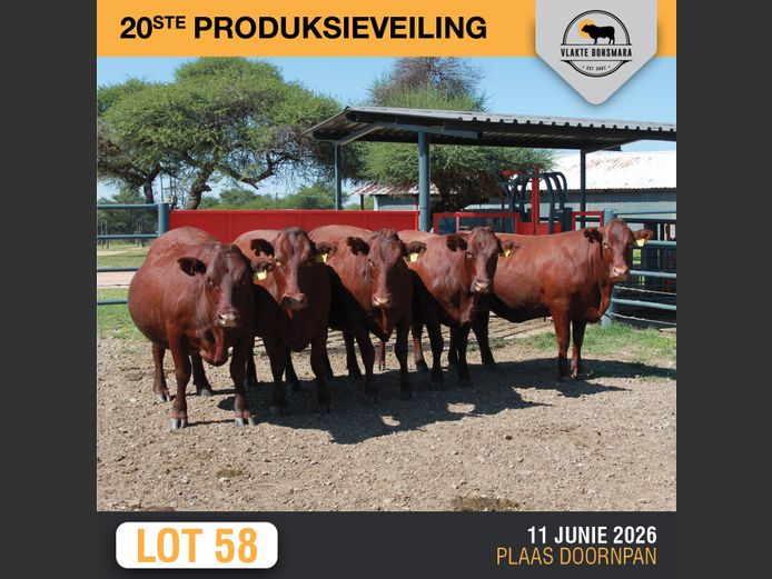 Commercial Animals | SOMERHOEK BONSMARAS