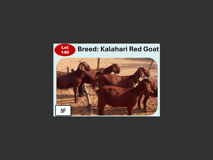 KALAHARI RED GOATS| ANNUAL MYTILUS AND ELOFF
