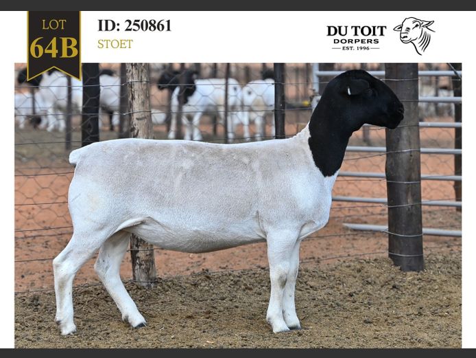 250861 | DU TOIT DORPERS