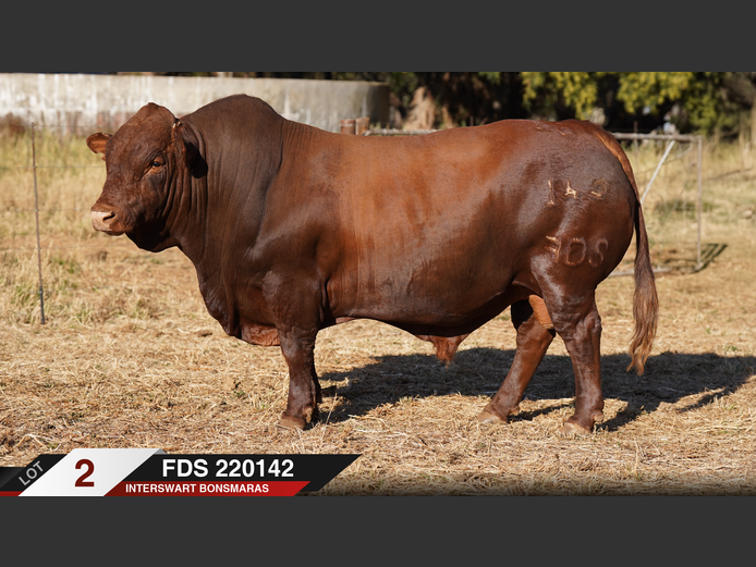 FDS220142 |  INTERSWART INGDIENSTE EDMS BPK