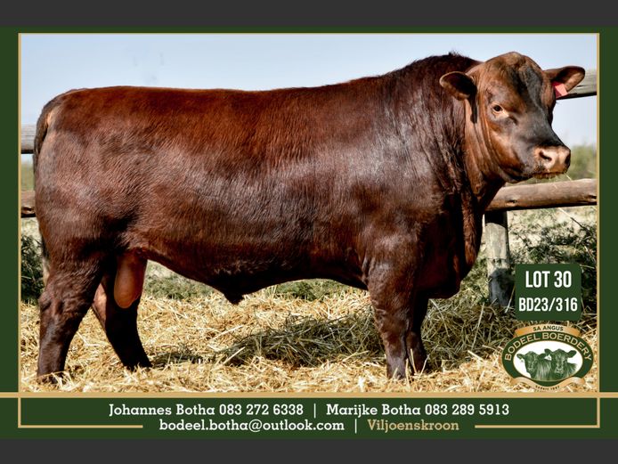 BD 230316 | BODEEL BOERDERY