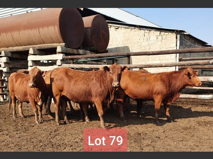 Heifers in Calf