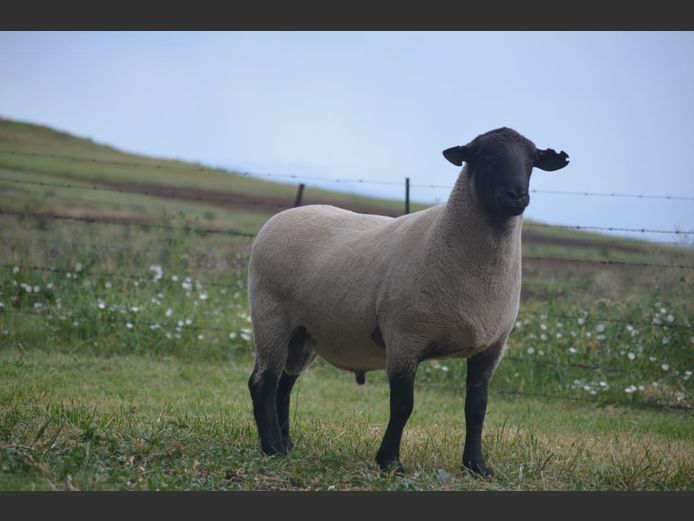 301 240217 | TWEESEUNS