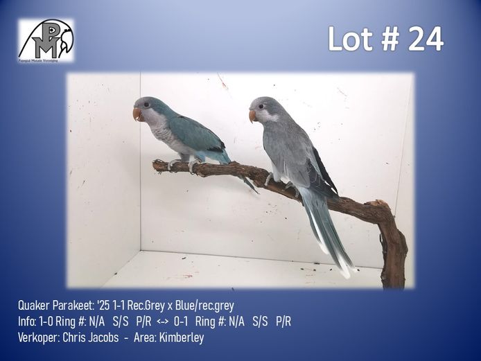 1-1 '25 Quaker Parakeet: Rec.Grey x Blue/rec.grey - Chris Jacobs