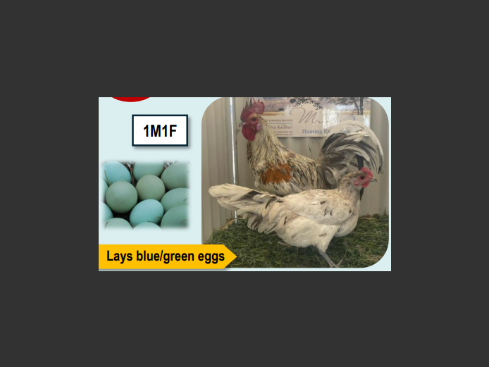 WHITE ARAUCANA | ANNUAL MYTILUS AND ELOFF