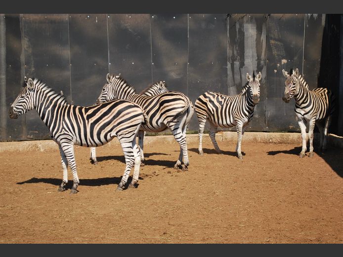 ZEBRA | MABALINGWE