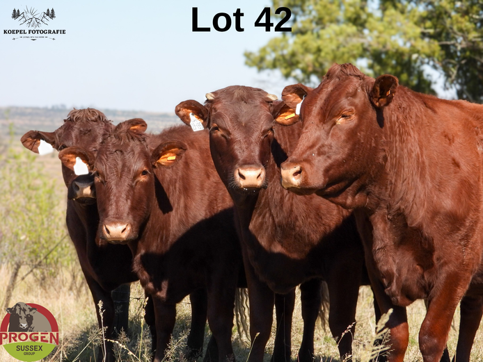 Commercial Animals | Blema ba Kan