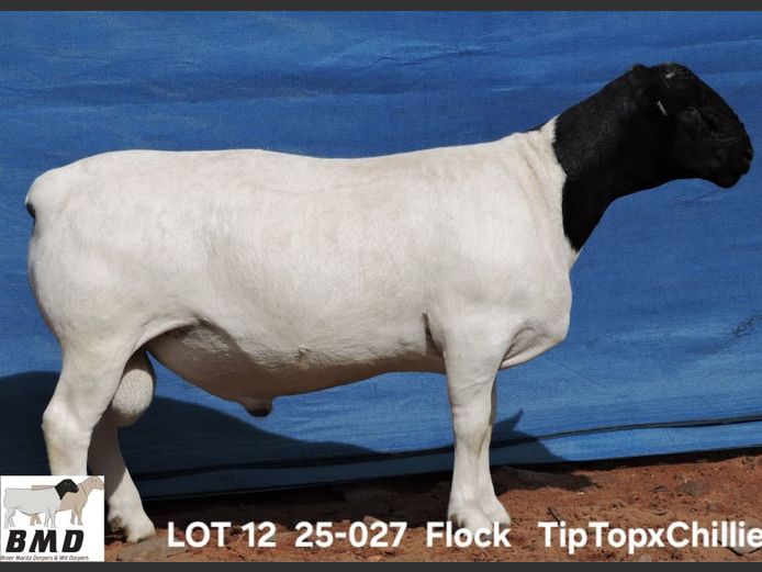 25-027 | BROER MARITZ DORPERS