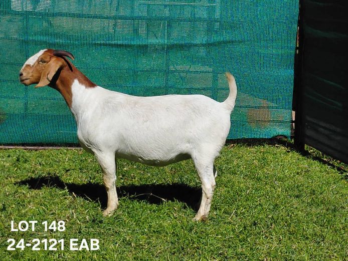 24-2121 EAB | EAB van Niekerk