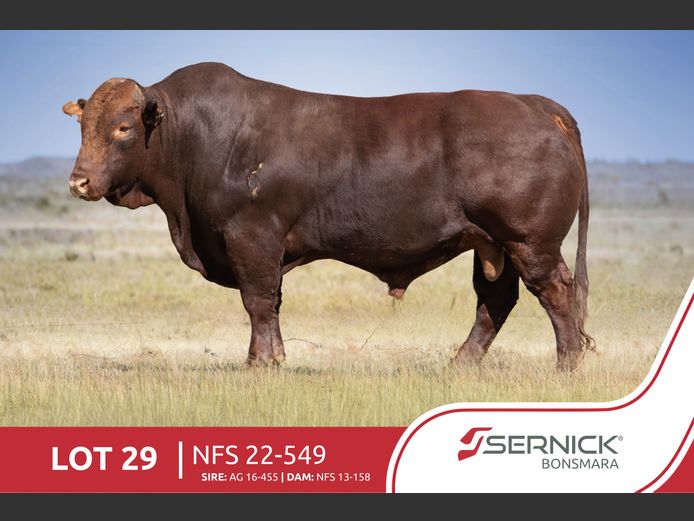NFS 220549 | SERNICK BONSMARA STOET