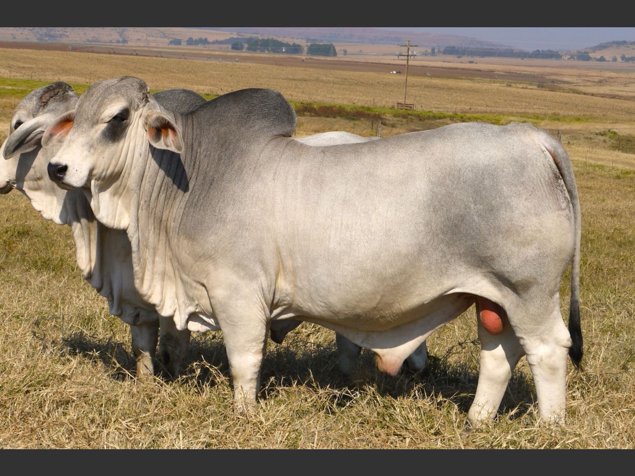 Lot 9 | DAMVIEW BRAHMANS BULL 21ST PRODUCTION SALE | SwiftVEE | South ...