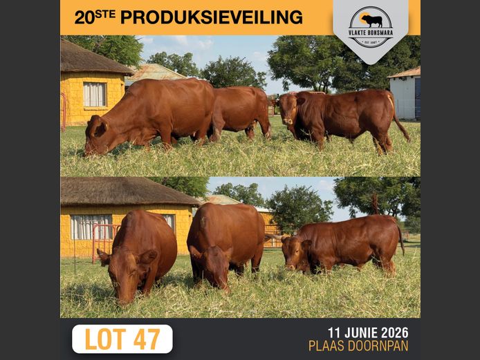 Commercial Animals | ELANDSKERK BEES BOERDERY