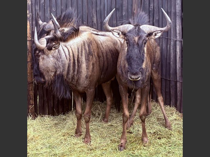 Blou Wildebees Bulle