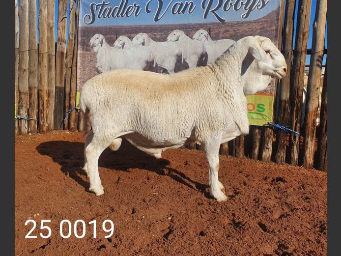 25 019 | Johan Stadler