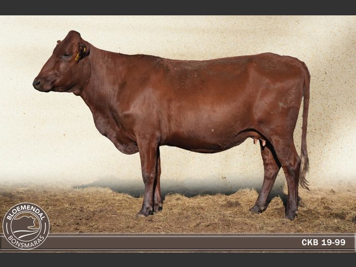 CKB190099 | CHRIS KRUGELL BLOEMENDAL