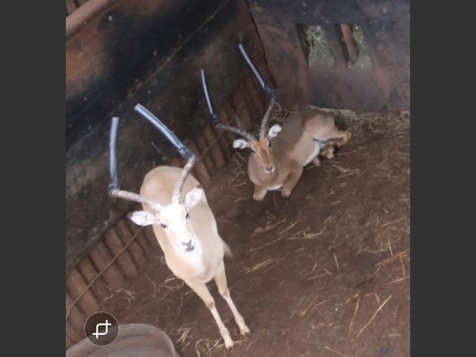 Rooibokke  Jonk