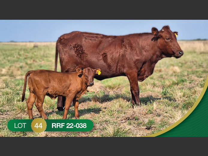 RRF220038 | CULMPINE BONSMARAS