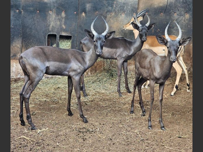 SWART ROOIBOK | L GROBLER