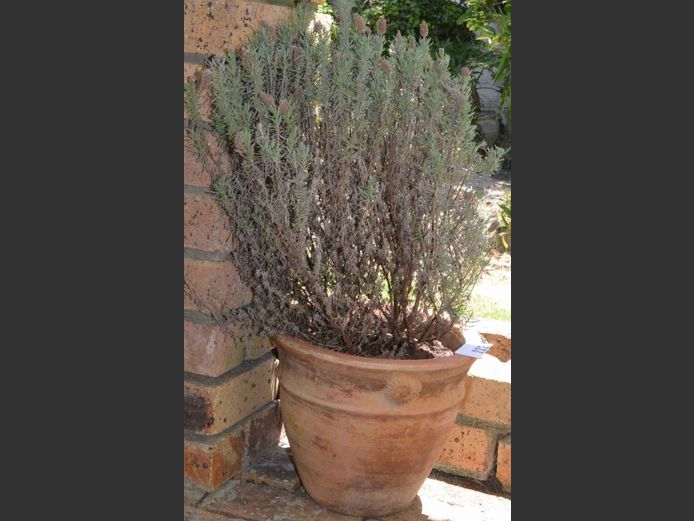 PLANTER WITH PLANT, 31cm Diameter x 26cm High