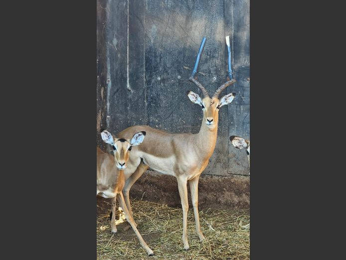 ROOIBOK | BUFFELSKLOOF 2