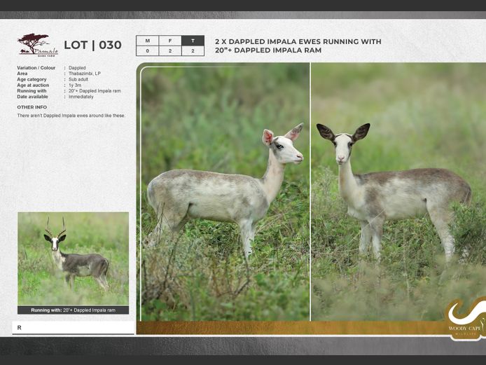 Impala - Dappled | Pamale Game Breeders