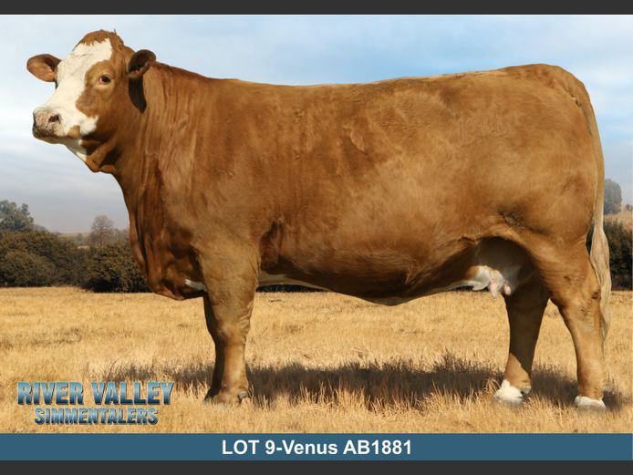 AB1881 | PA ABRAHAMSE