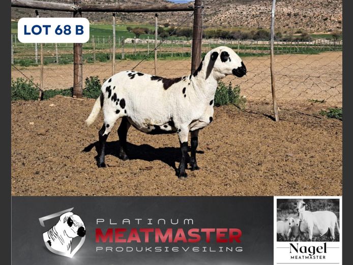 NM24 3072 | Hein Nagel - Nagel Meatmasters, Ladismith WK