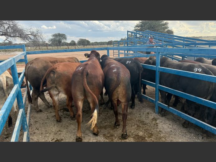 Commercial Ox