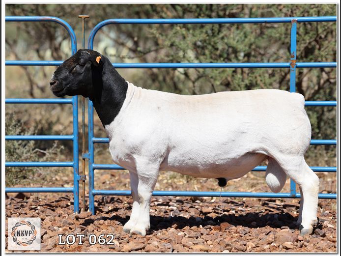 2052 24 0379 | LOUIS VAN RENSBURG, H/A LEEUPUT TRUST