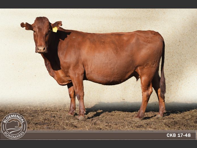 CKB170048 | CHRIS KRUGELL BLOEMENDAL
