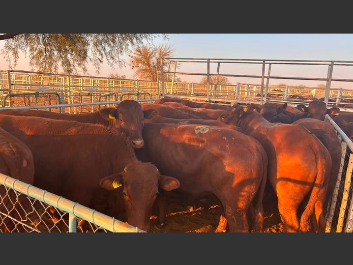 AGRA MARIENTAL WEANER AUCTION