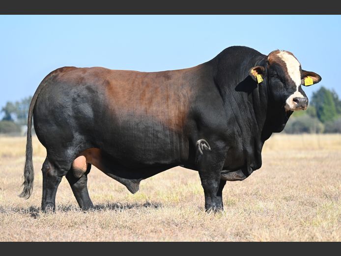 JMS20592 | MALEMBA SIMBRAS